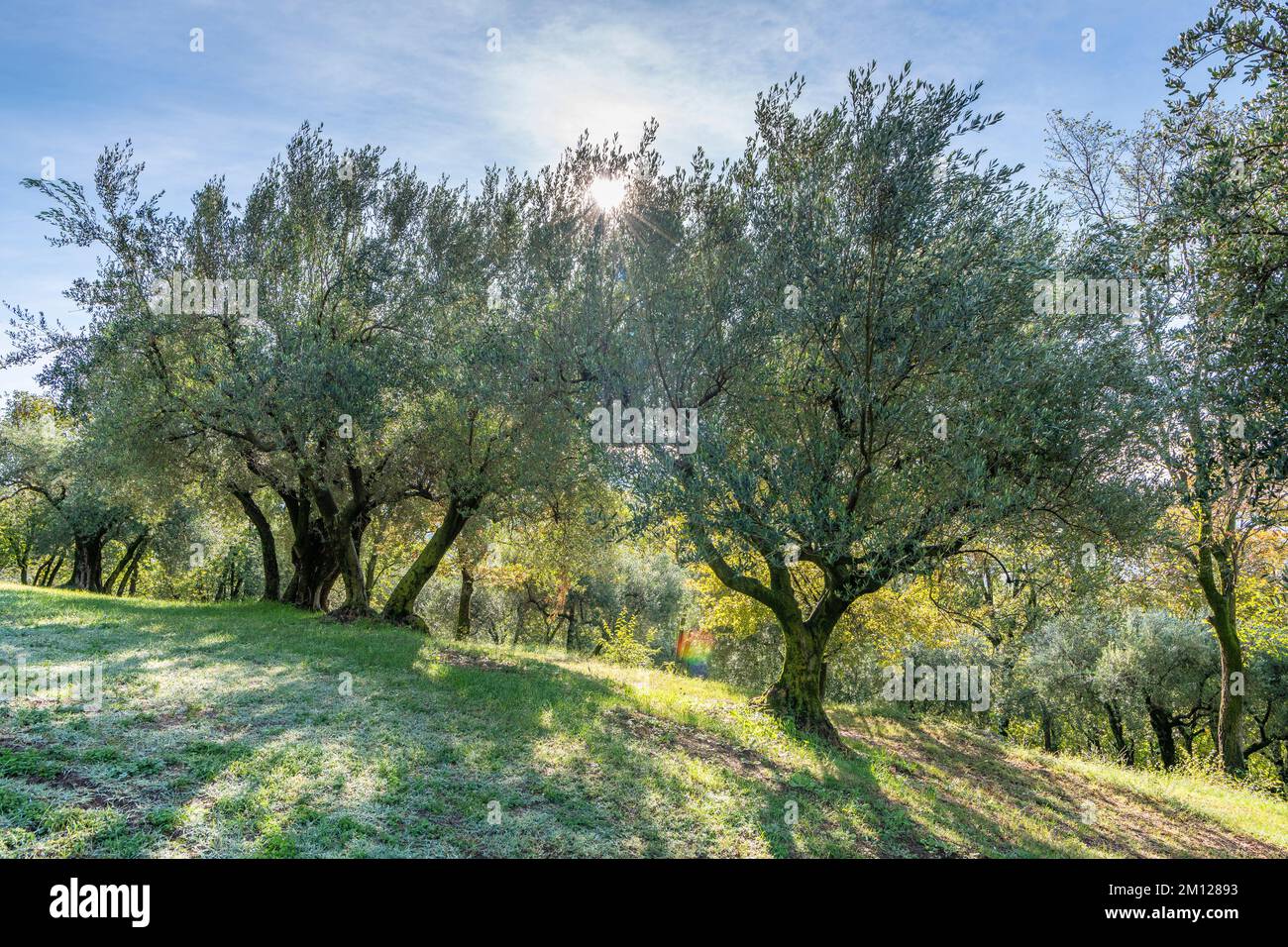 Olive tree in Italy Stock Photo Alamy