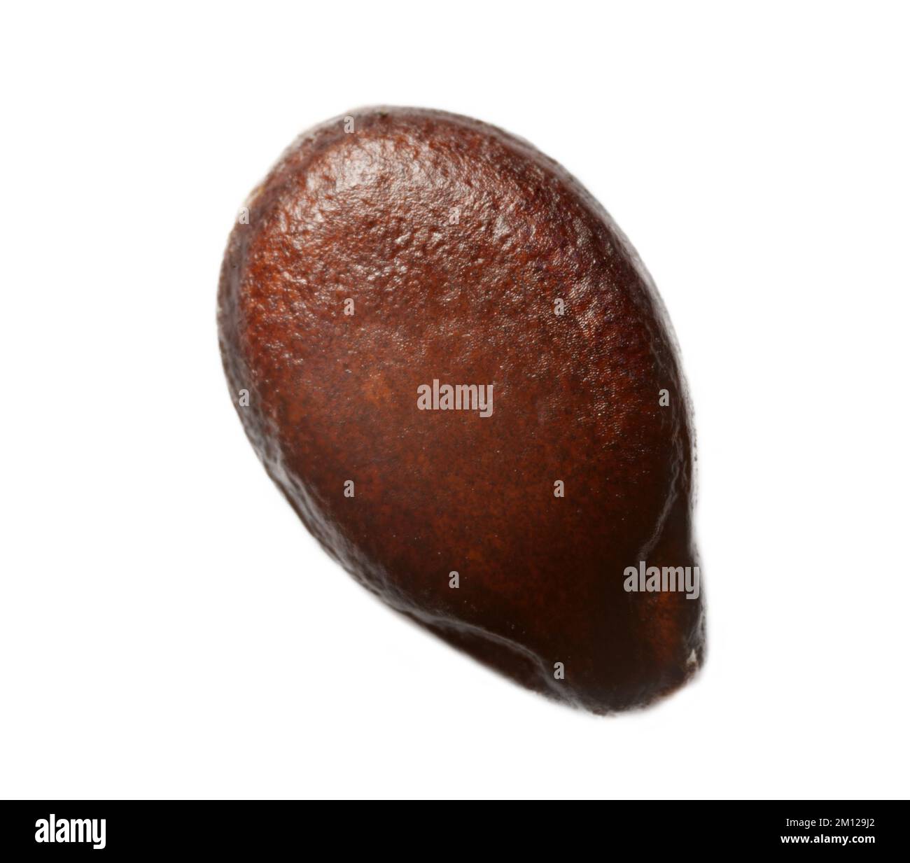 Vegetableseed industry, melongrowing. Seeds of Water melon (Citrullus