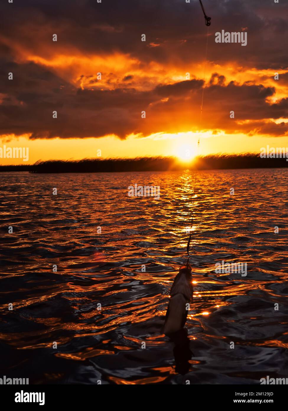 For predatory fish hi-res stock photography and images - Page 18 - Alamy