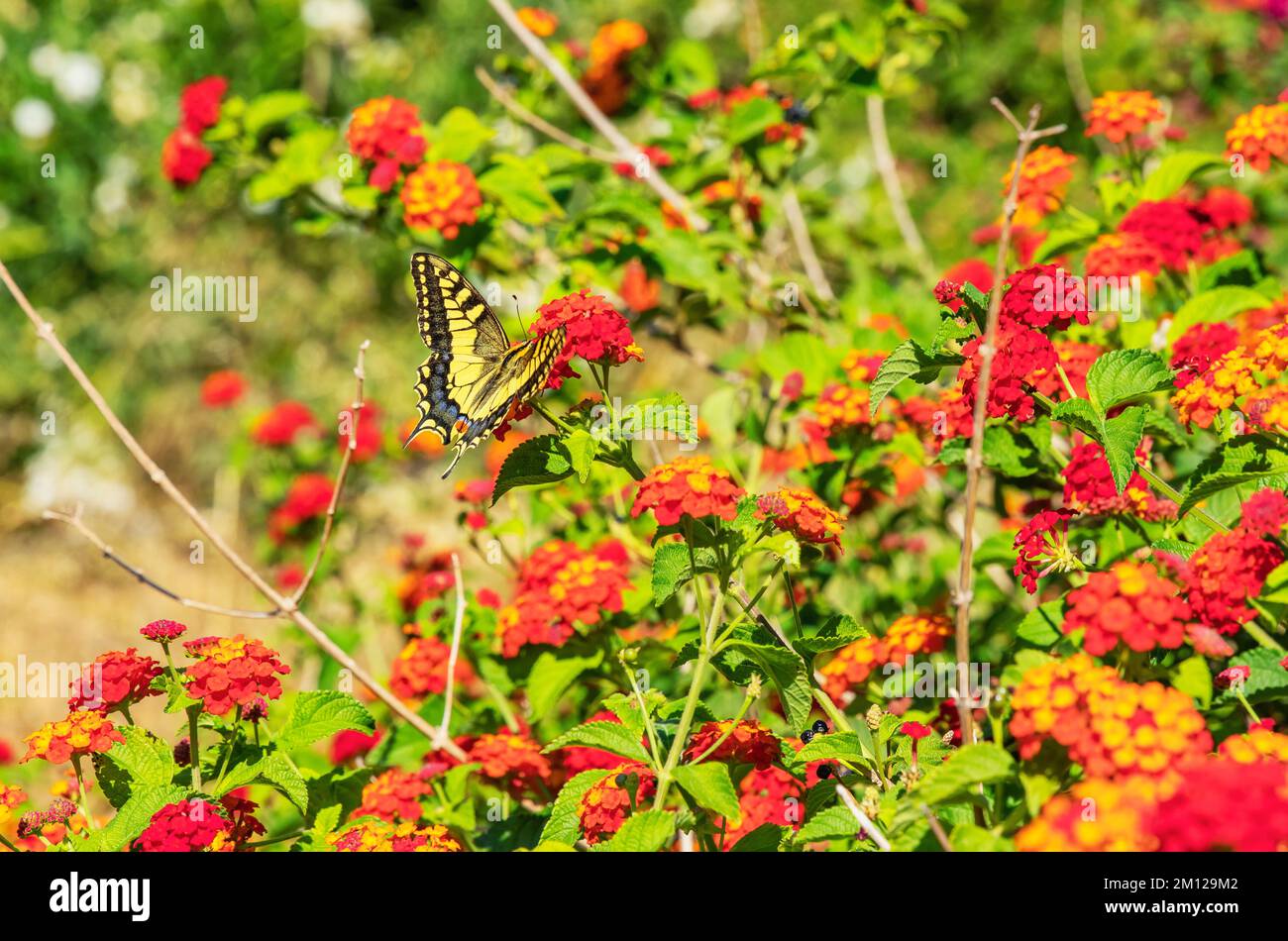 Swallowtail butterfly, Georgioupolis, Chania, Crete, Greek Islands, Greece Stock Photo
