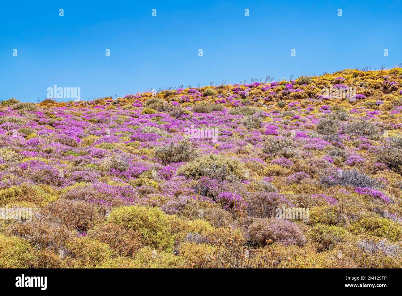 Wild thyme bushes blooming, Kourtaliótiko gorge, Rethymno, Crete, Greek Islands, Greece Stock Photo