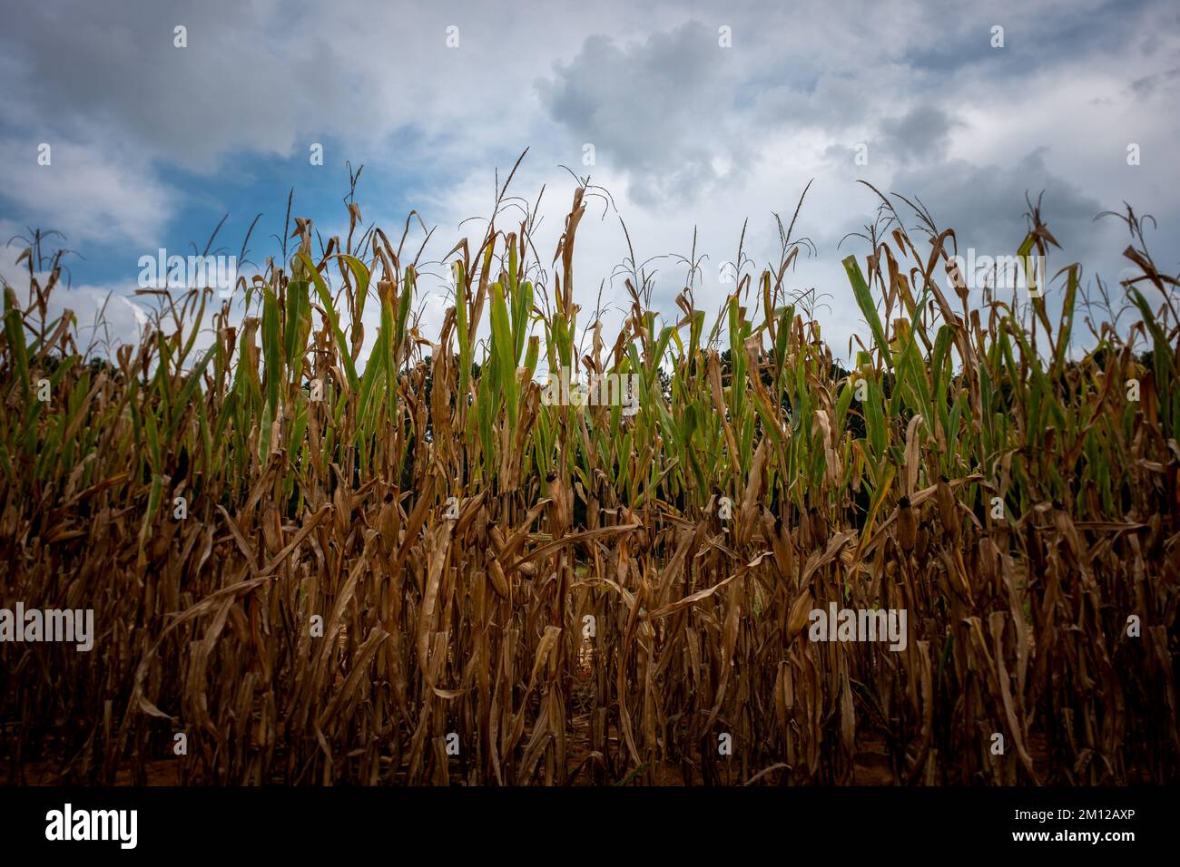 Blue cloud clouded sky hi-res stock photography and images - Alamy