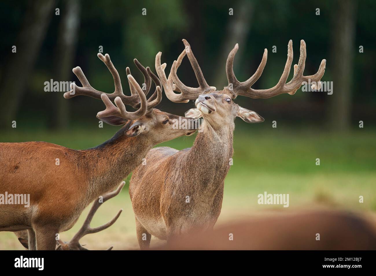 Red deer (Cervus elaphus), deer, meadow, clearing, standing, view camera Stock Photo