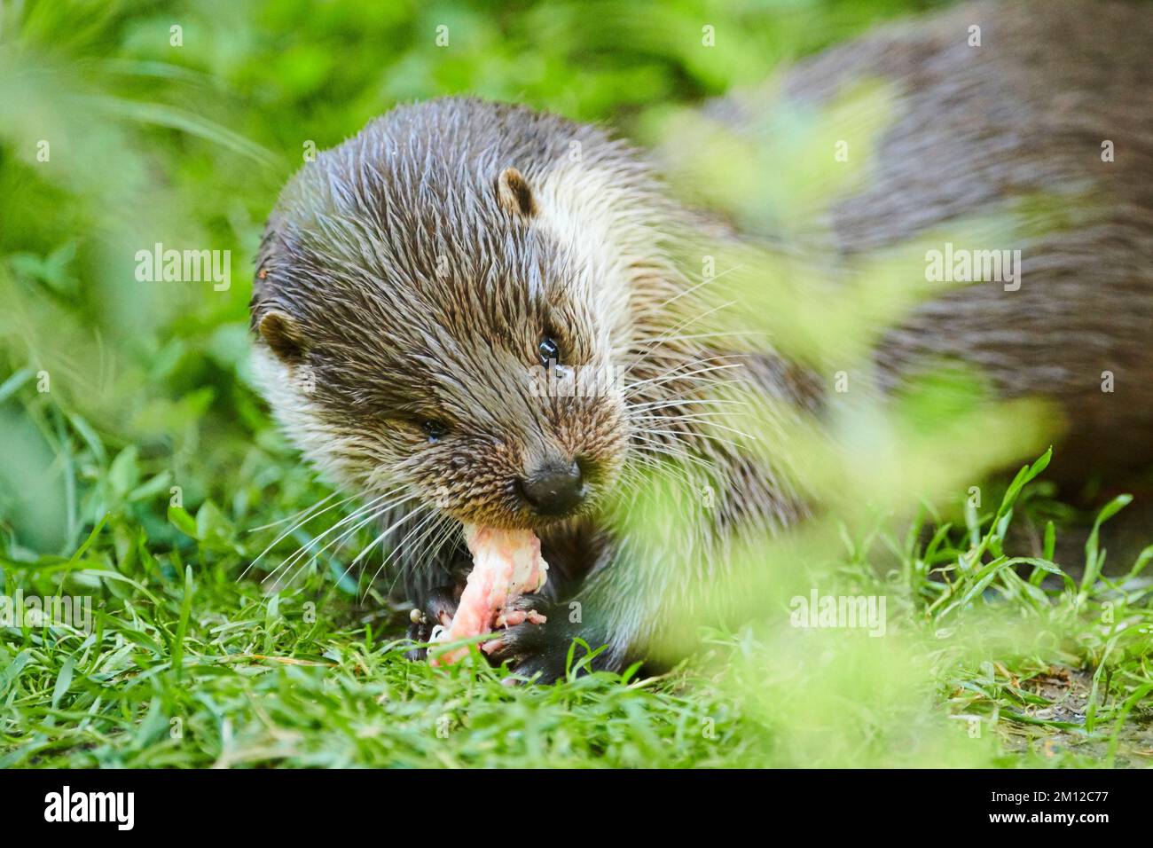 Eurasian otter, Lutra lutra, bank, Bavaria, Germany, Europe Stock Photo