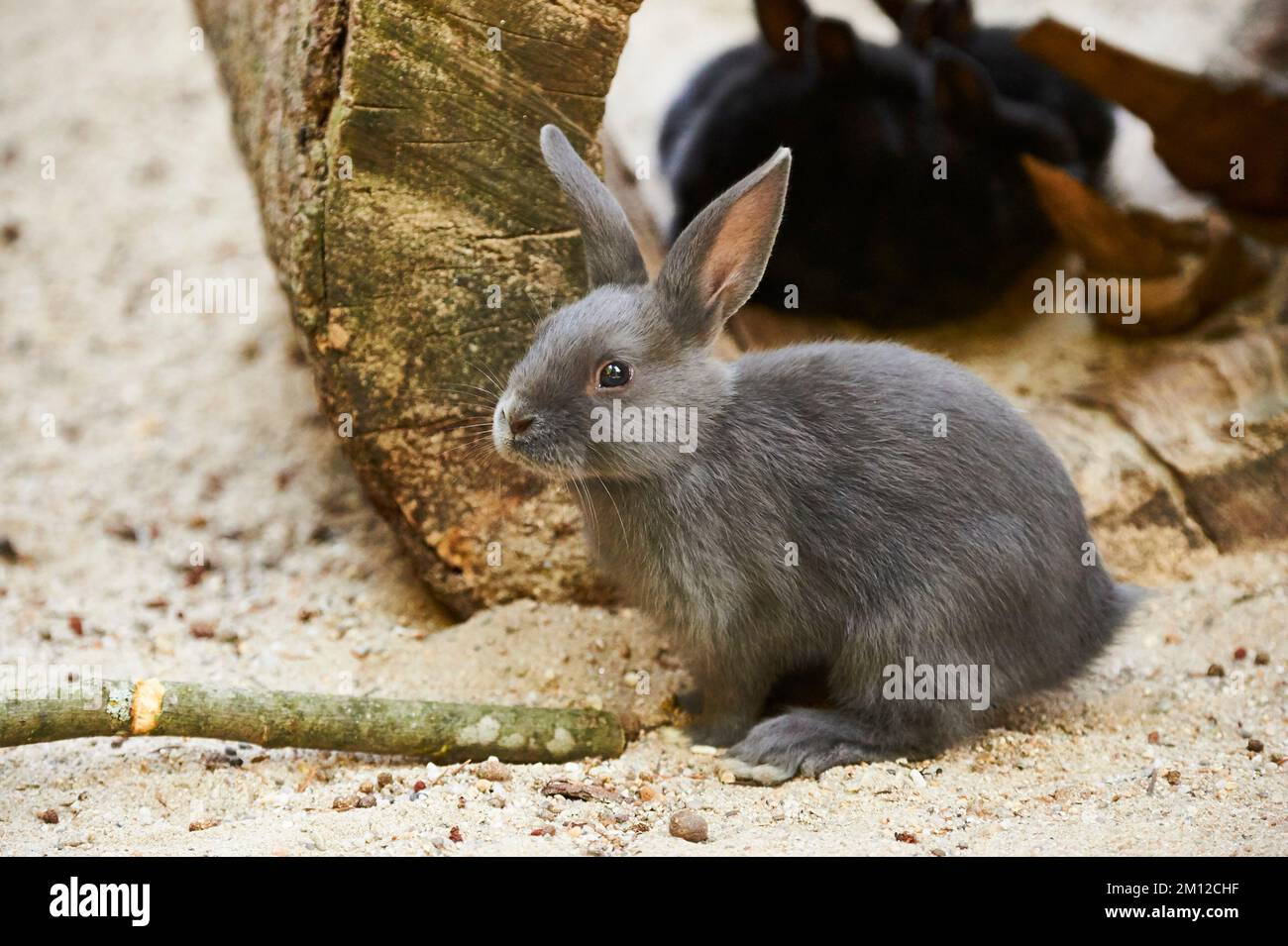 Domestic rabbit, Oryctolagus cuniculus forma domestica, lateral, squatting Stock Photo