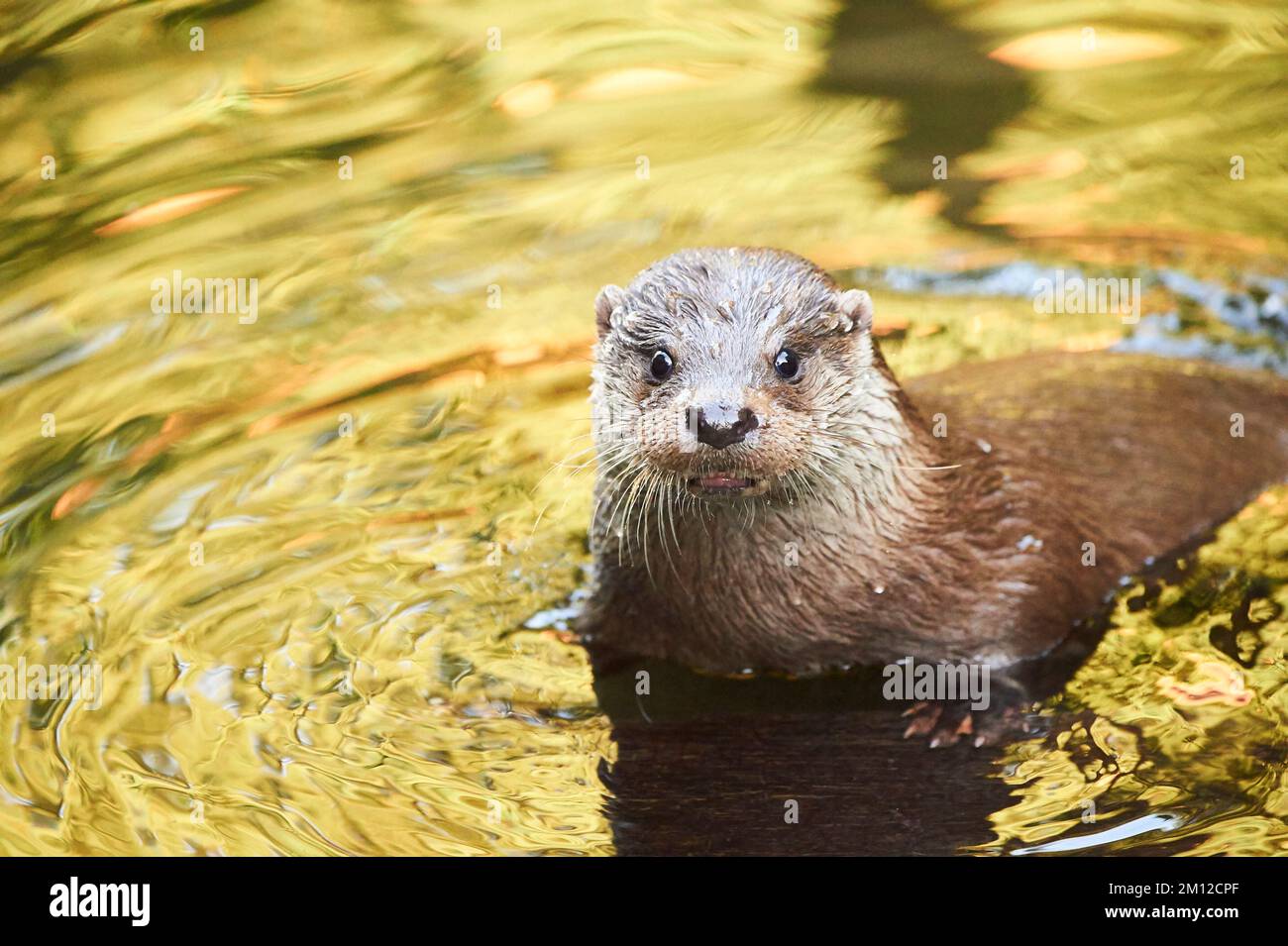 Eurasian otter, Lutra lutra, water, Bavaria, Germany, Europe Stock