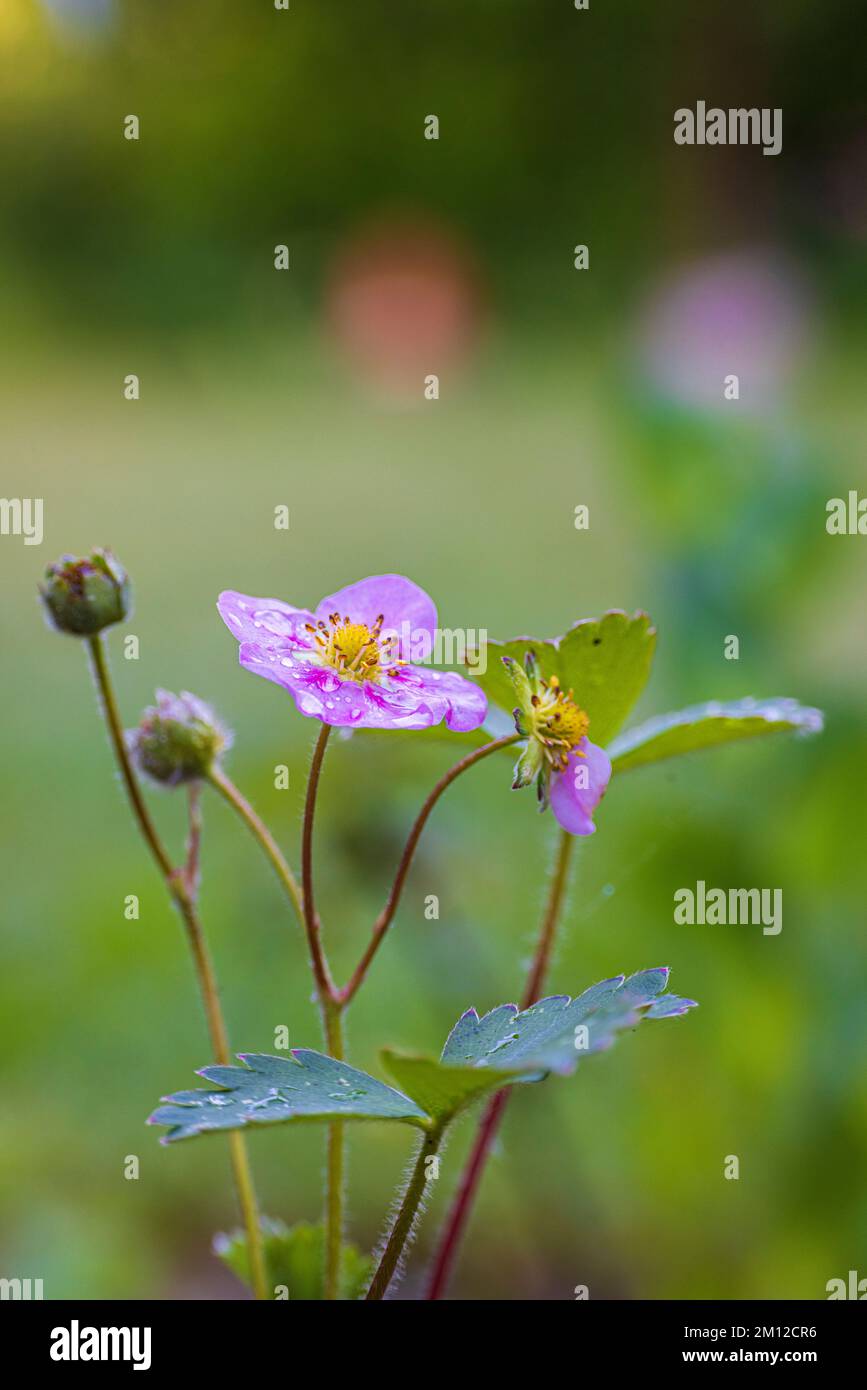 Pink strawberry flower, garden strawberry, Fragaria ananassa Stock ...
