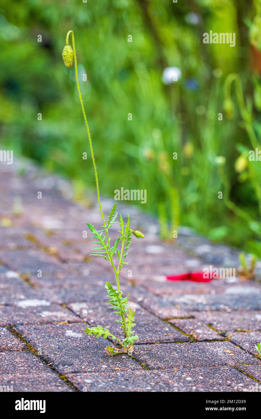 Red poppy growing through paving stones, symbol of adaptability and survival, urban space Stock Photo