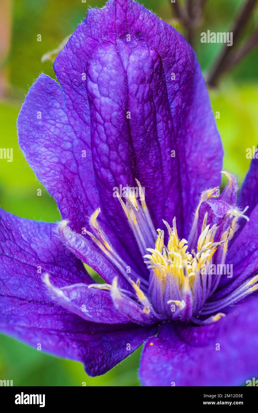 Clematis 'Justa', purple flower, close up Stock Photo