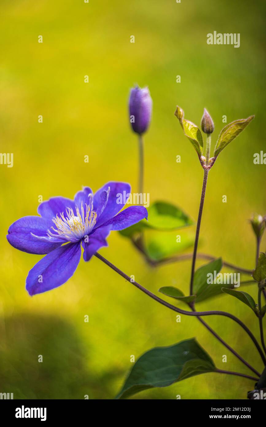Clematis 'Justa', purple flower, close up Stock Photo