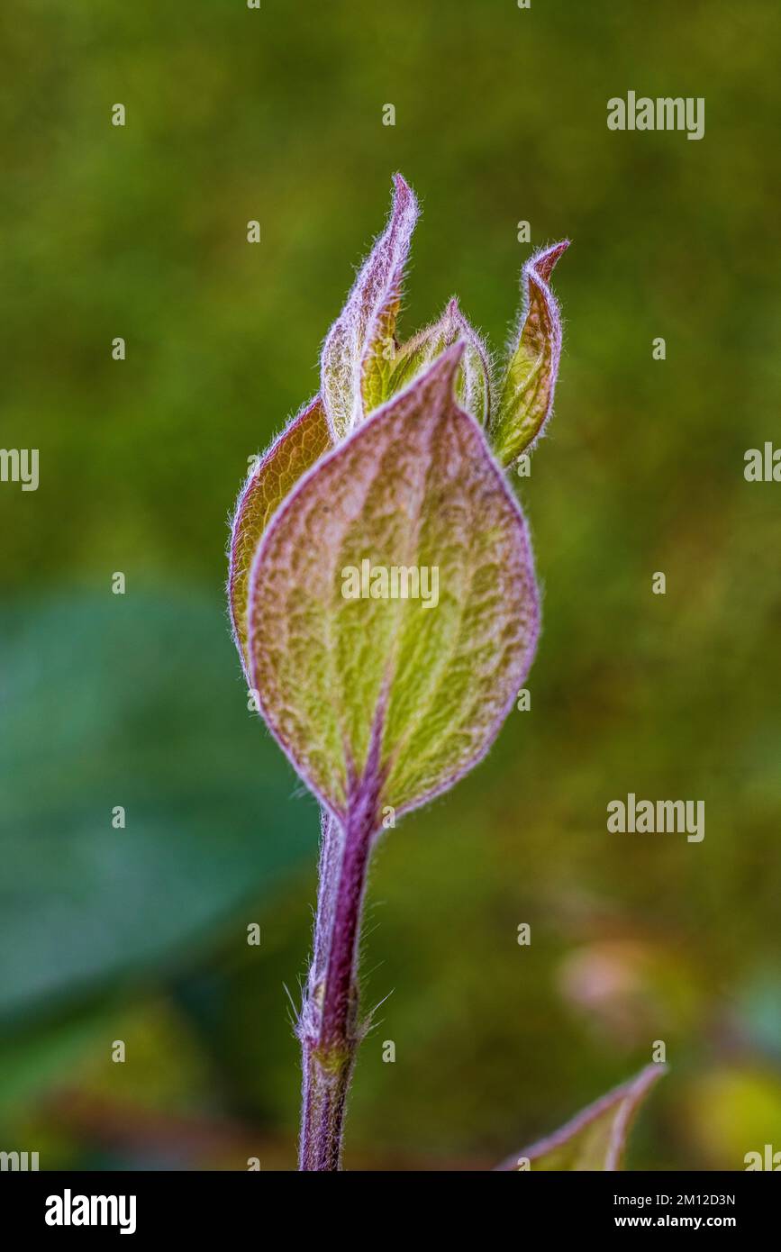 Clematis, leaf sprout, bud Stock Photo