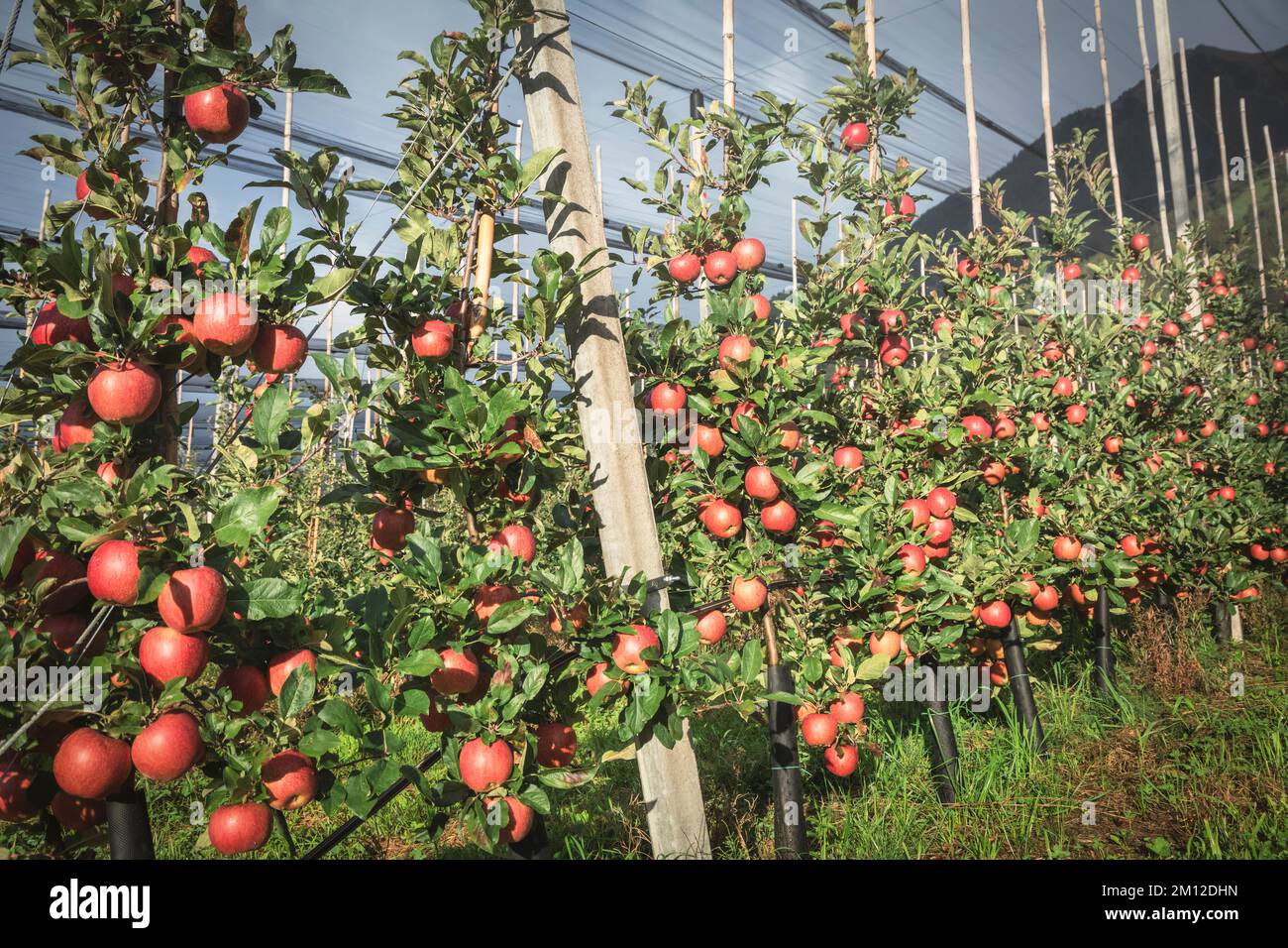 Italy, South Tyrol, Bolzano / Bozen, Dorf Tirol. Growing red apples on a local farm in the Texelgruppe Nature Park Stock Photo