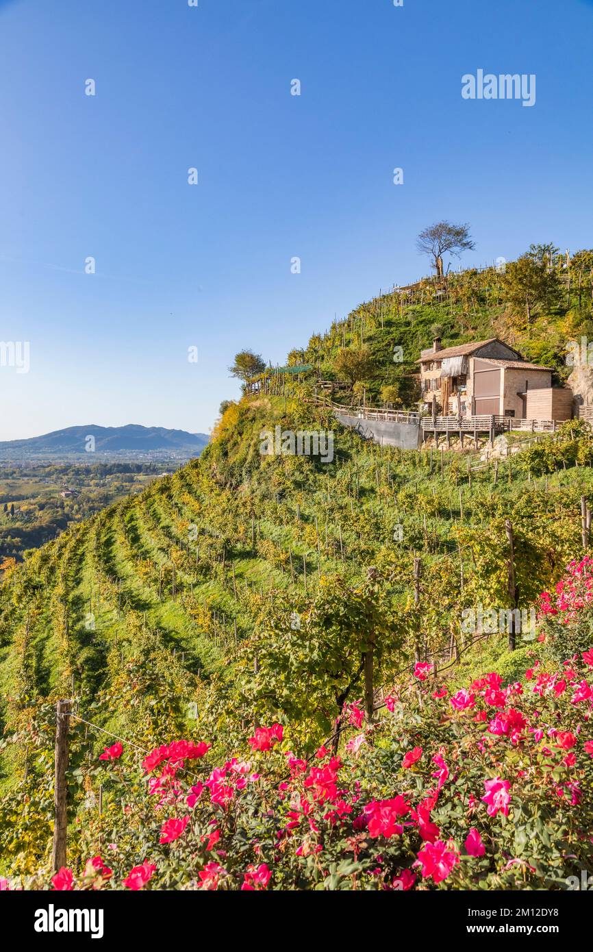 Italy, Veneto, province of Treviso, Valdobbiadene. The famous 'Osteria Senz'Oste', beautiful view over the vineyards Stock Photo