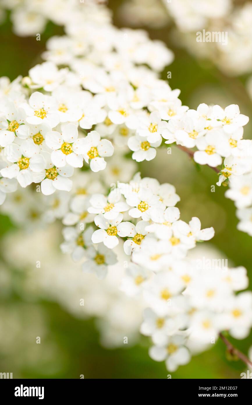 Spiraea spring hi-res stock photography and images - Alamy