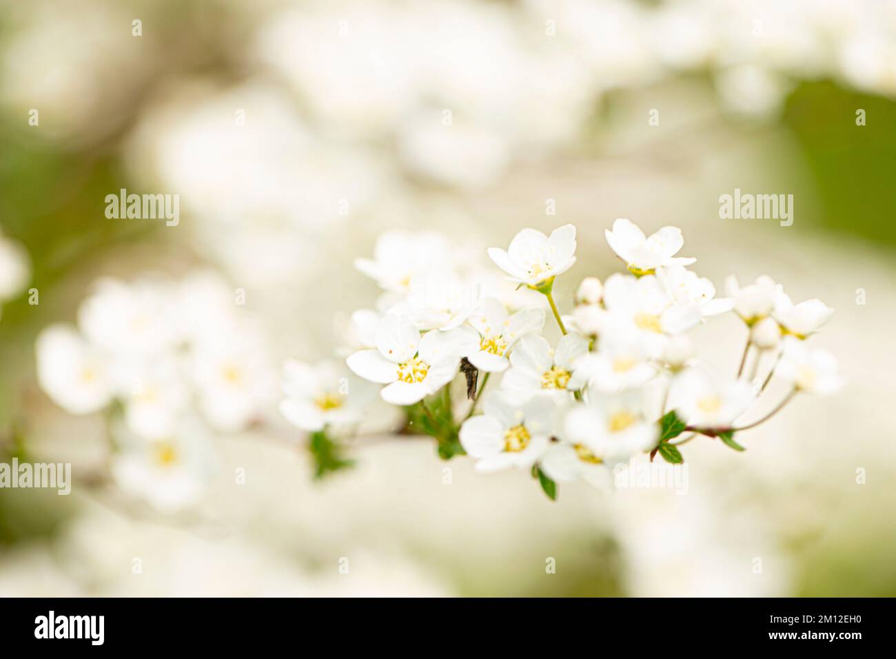 Spiraea garden spring hi-res stock photography and images - Alamy