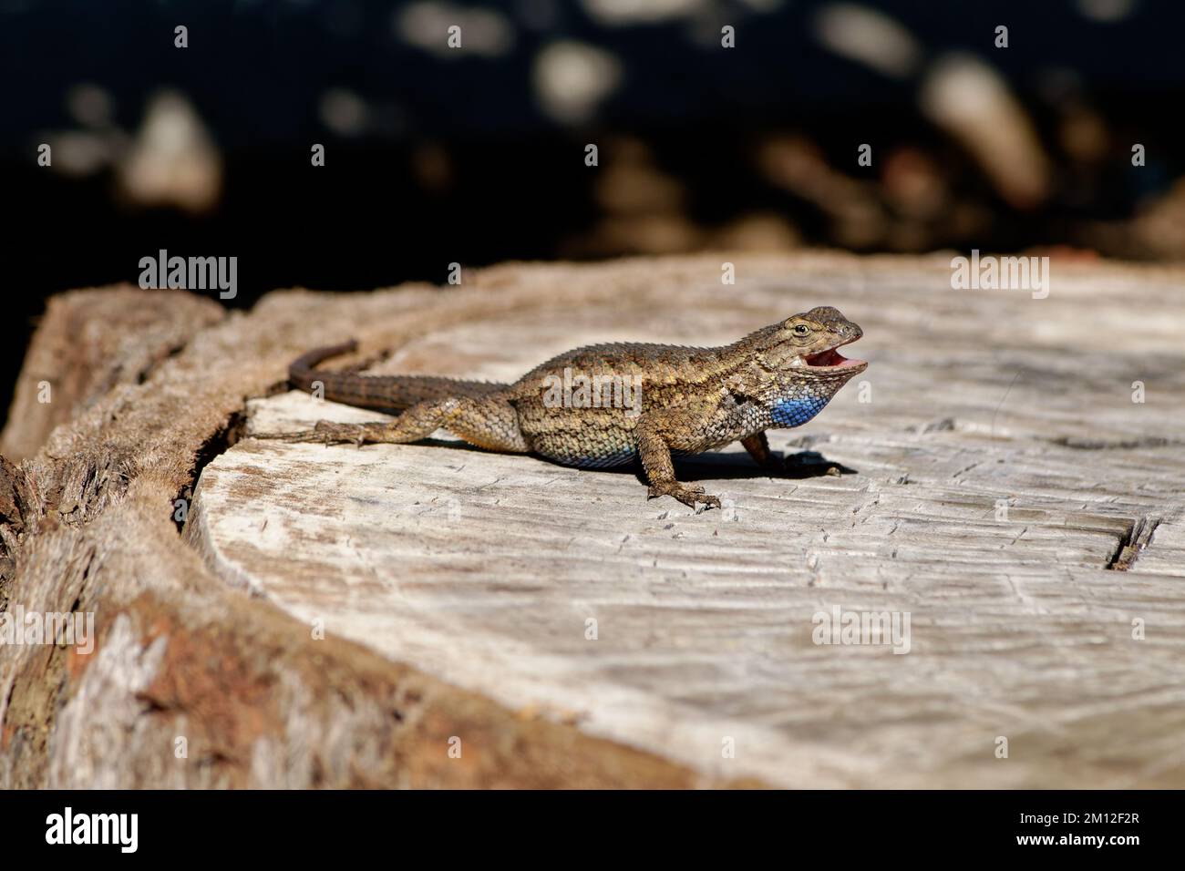 Western Fence Lizard Stock Photo