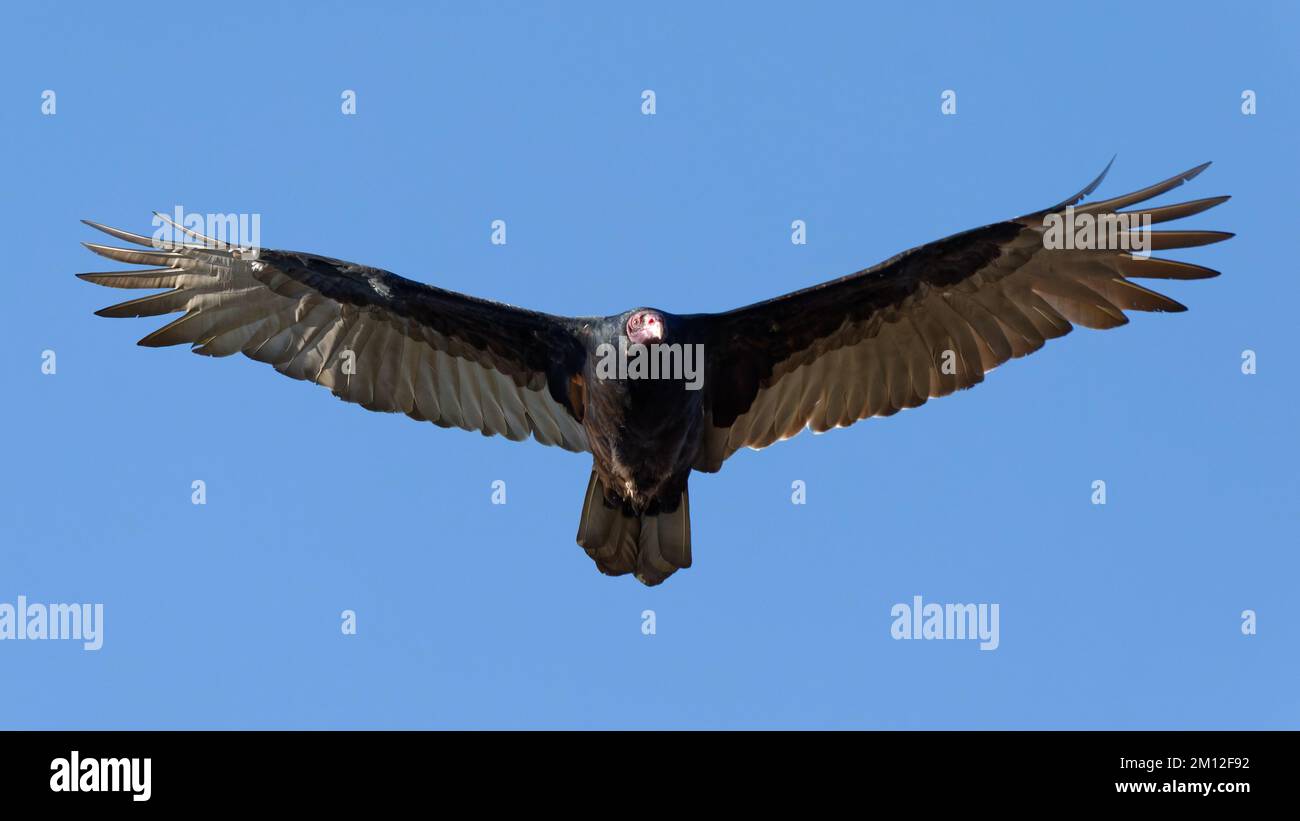 Turkey Vulture with spread wings overhead Stock Photo Alamy