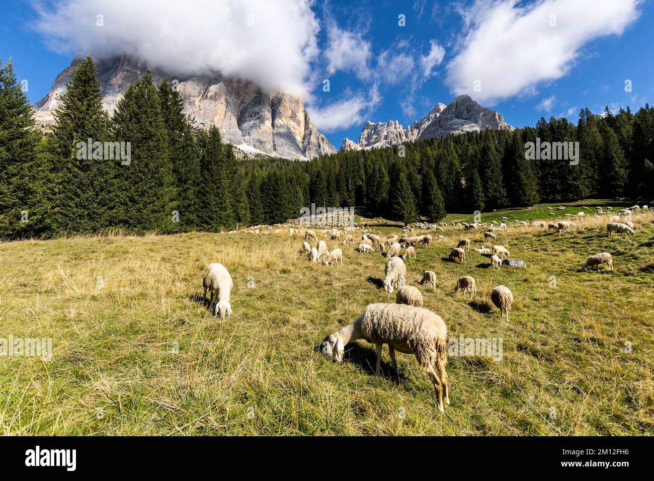 Europe, Italy, Alps, Dolomites, Mountains, sheep herd with Tofana peak ...