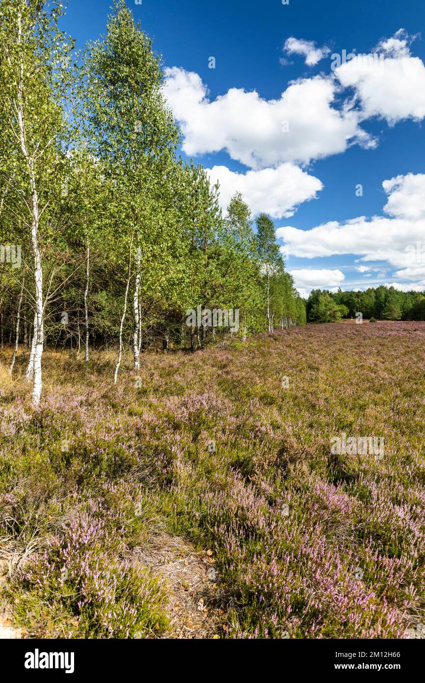 Europe, Poland, West Pomeranian Voivodeship, moor near Borne Sulinowo