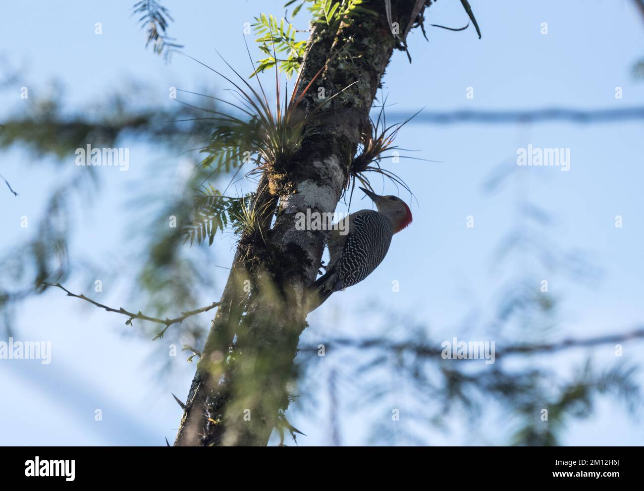 Golden-fronted Woodpecker (Melanerpes aurifrons) Stock Photo