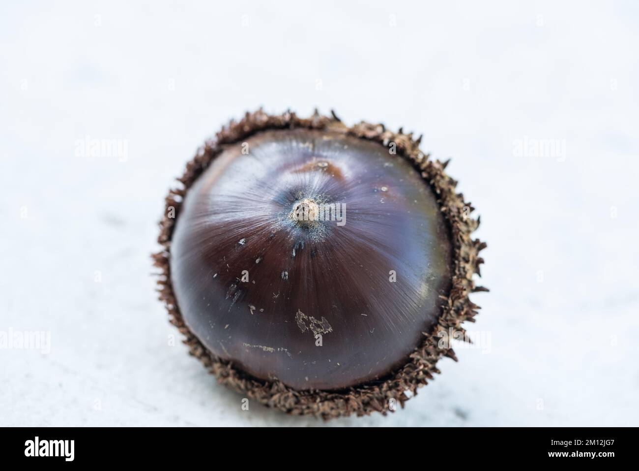 Acorn of the Tropical White Oak (Quercus insignis). This oak produces the largest  acorns in the world with the biggest being c.3 inches across Stock Photo -  Alamy