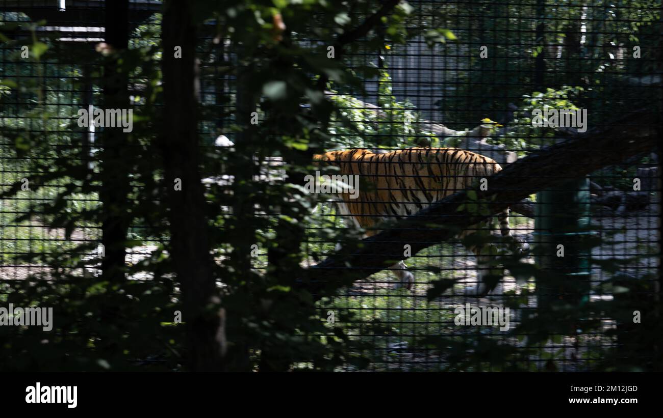 Big Cat, Small Cage Stock Photo