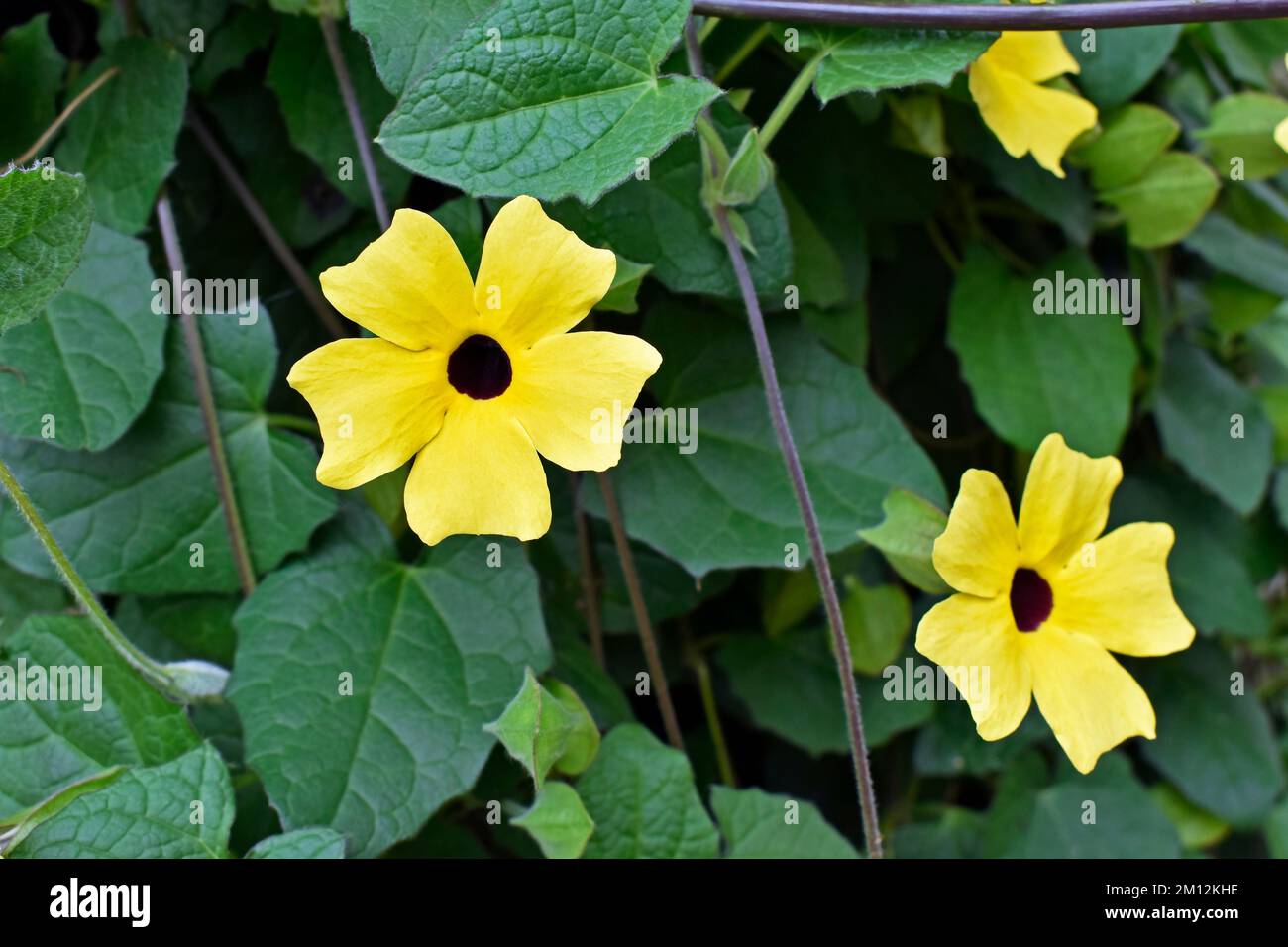 Blackeyed Susan vine flowers (Thunbergia alata) on garden Stock Photo