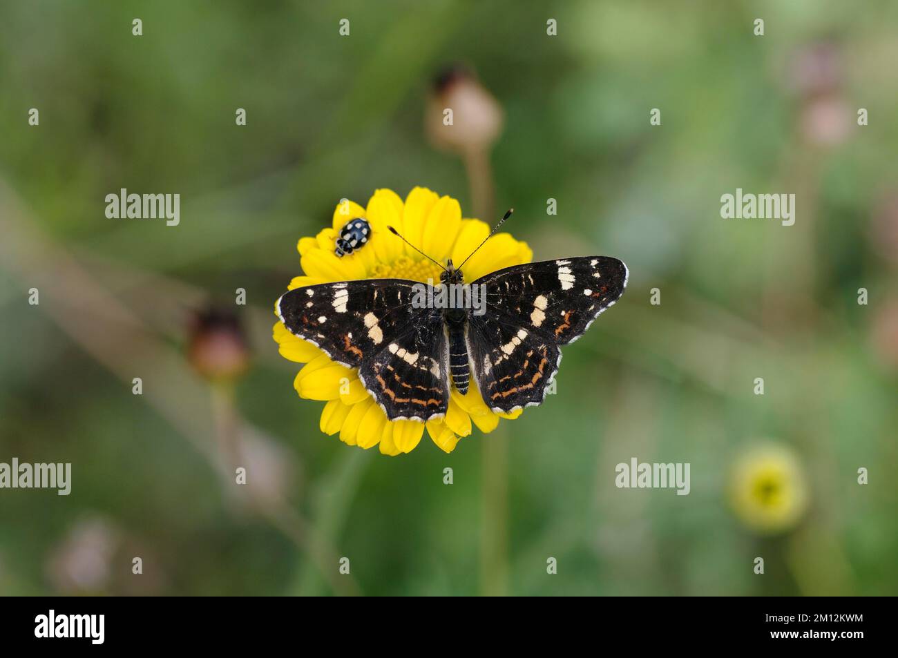 Map butterfly (Araschnia levana), summer generation, checkerboard ladybird (Propylea quatuordecimpunctata), flower, butterfly and beetle sitting on a Stock Photo