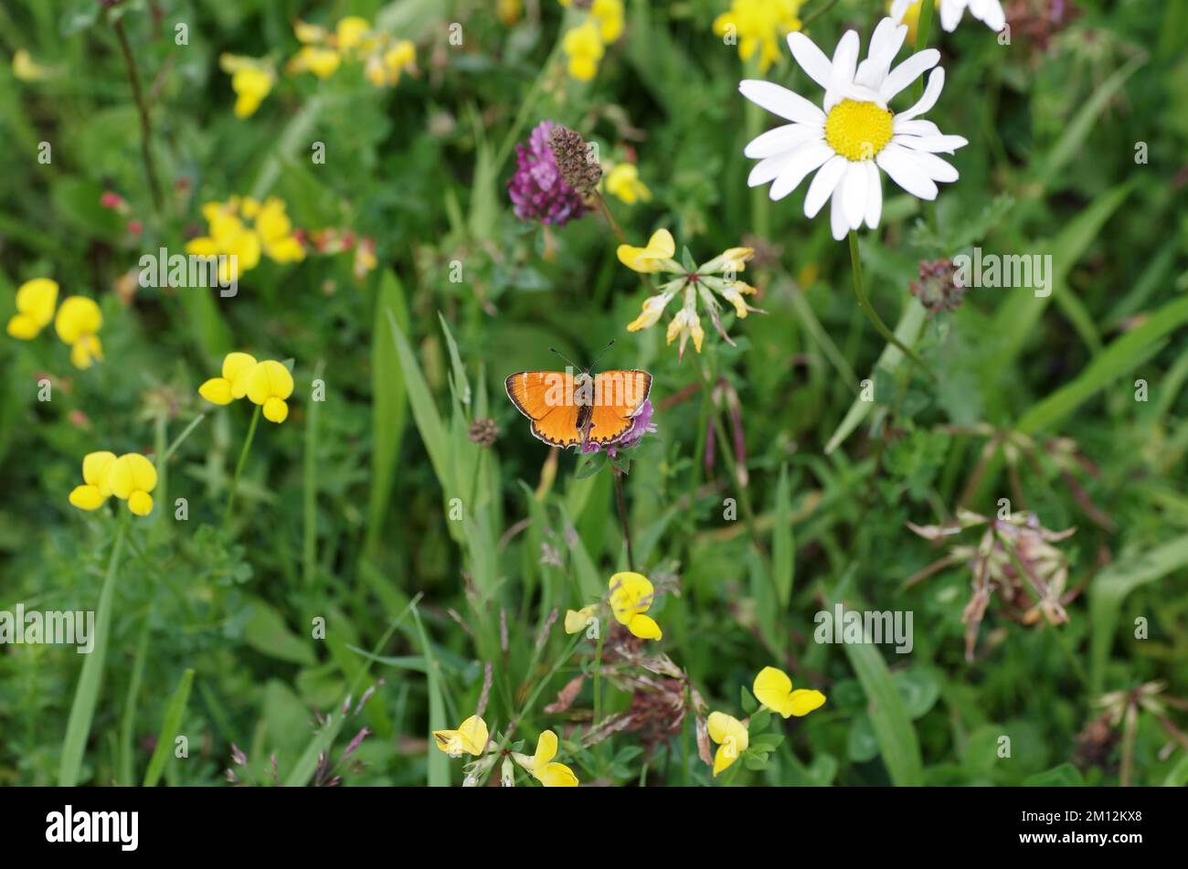 Scarce copper (Lycaena virgaureae), male, meadow, flowers, nature, the orange-red Ducat butterfly sits alone in a flower meadow, Germany, Europe Stock Photo