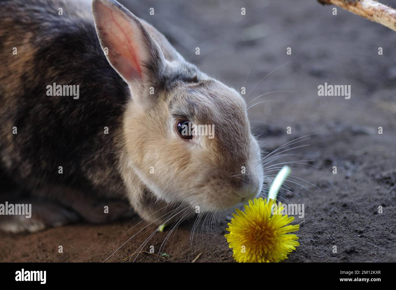 Closeup, domestic rabbit (Oryctolagus cuniculus forma domestica