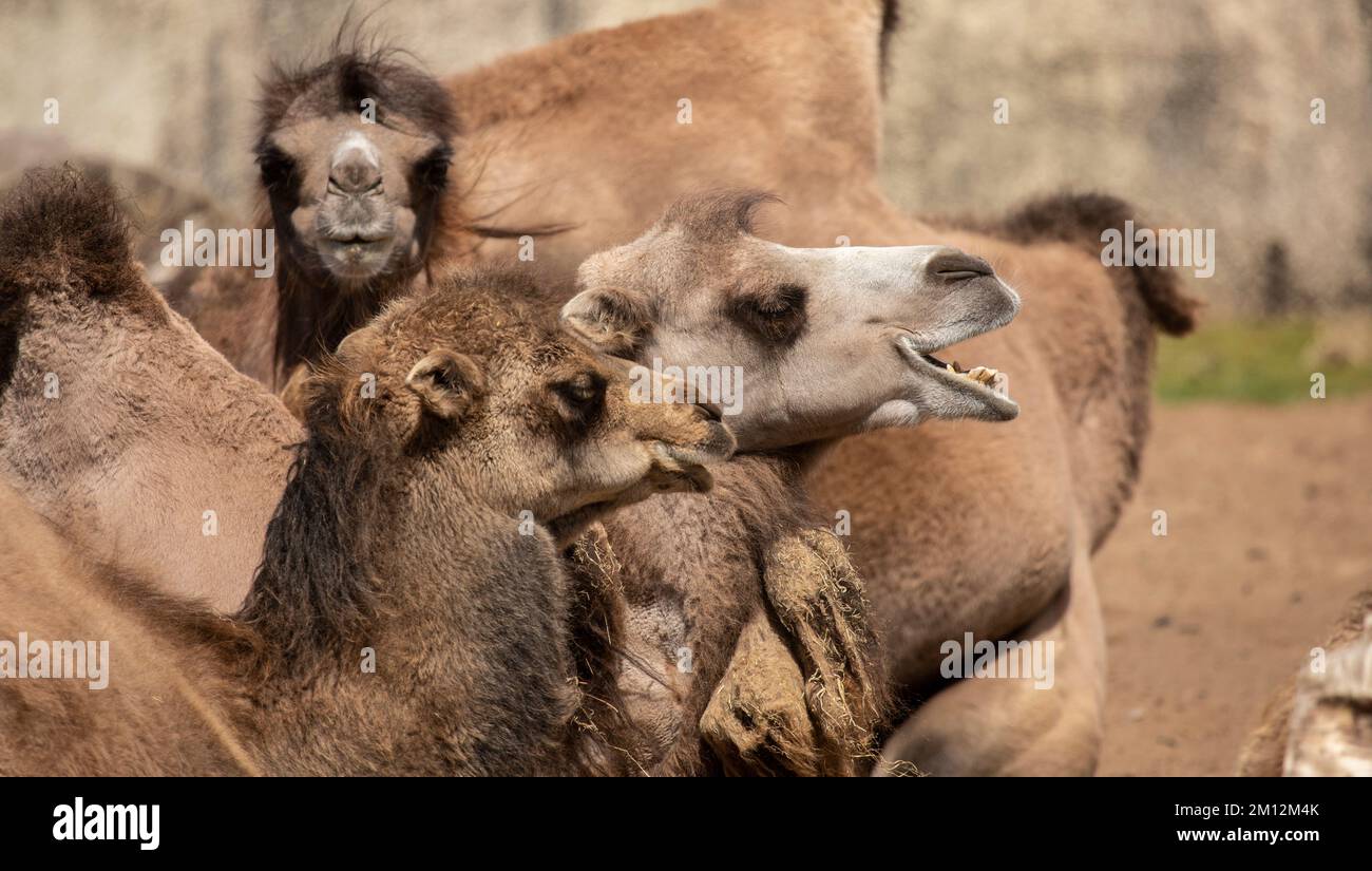 Camel is an ungulate within the genus Camelus Stock Photo