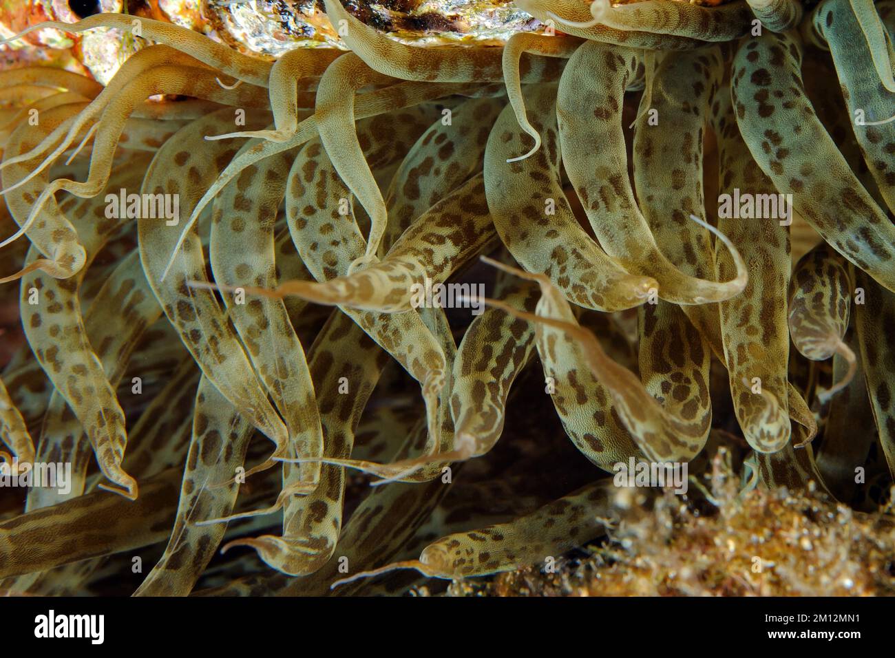 Extreme close-up of tentacles of sea anemone (Aiptasia mutabilis) Anemone widow rose, Mediterranean Sea, Giglio, Tuscany, Italy, Europe Stock Photo