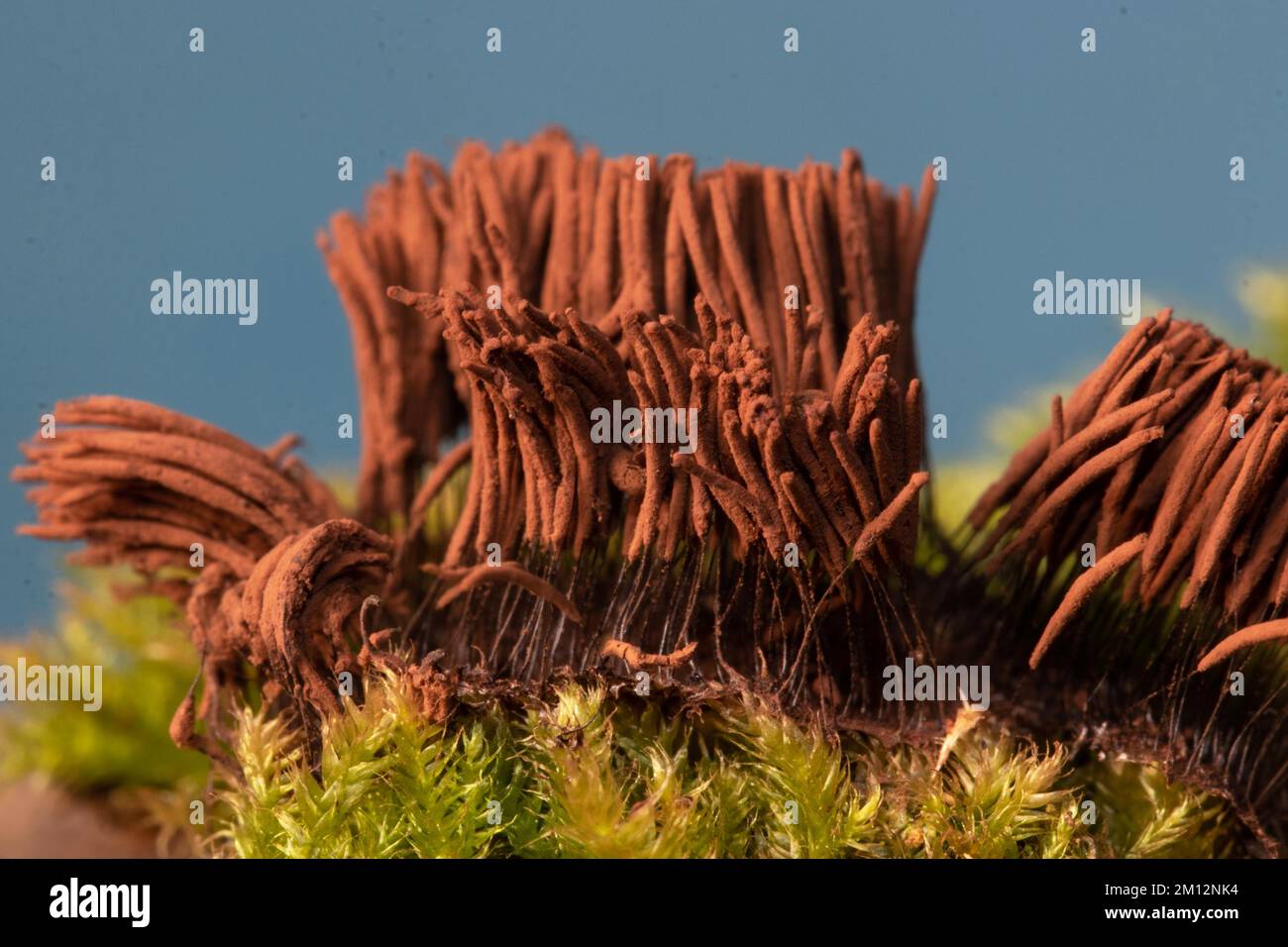 Tufted slime mould fruiting body with many light brown stalks in front of blue sky Stock Photo