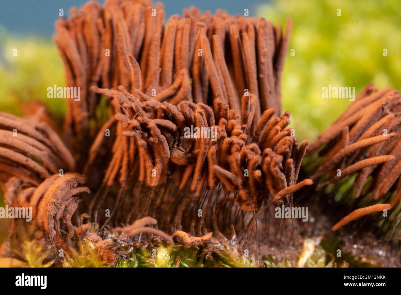 Tufted slime mould Fruiting body with many light brown stalks Stock Photo