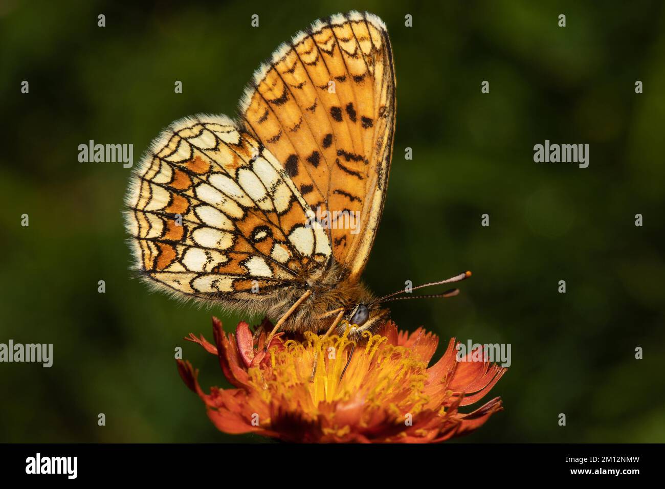 Valerian fritillary, Silver fritillary Butterfly with closed wings sitting on orange flower seen right Stock Photo