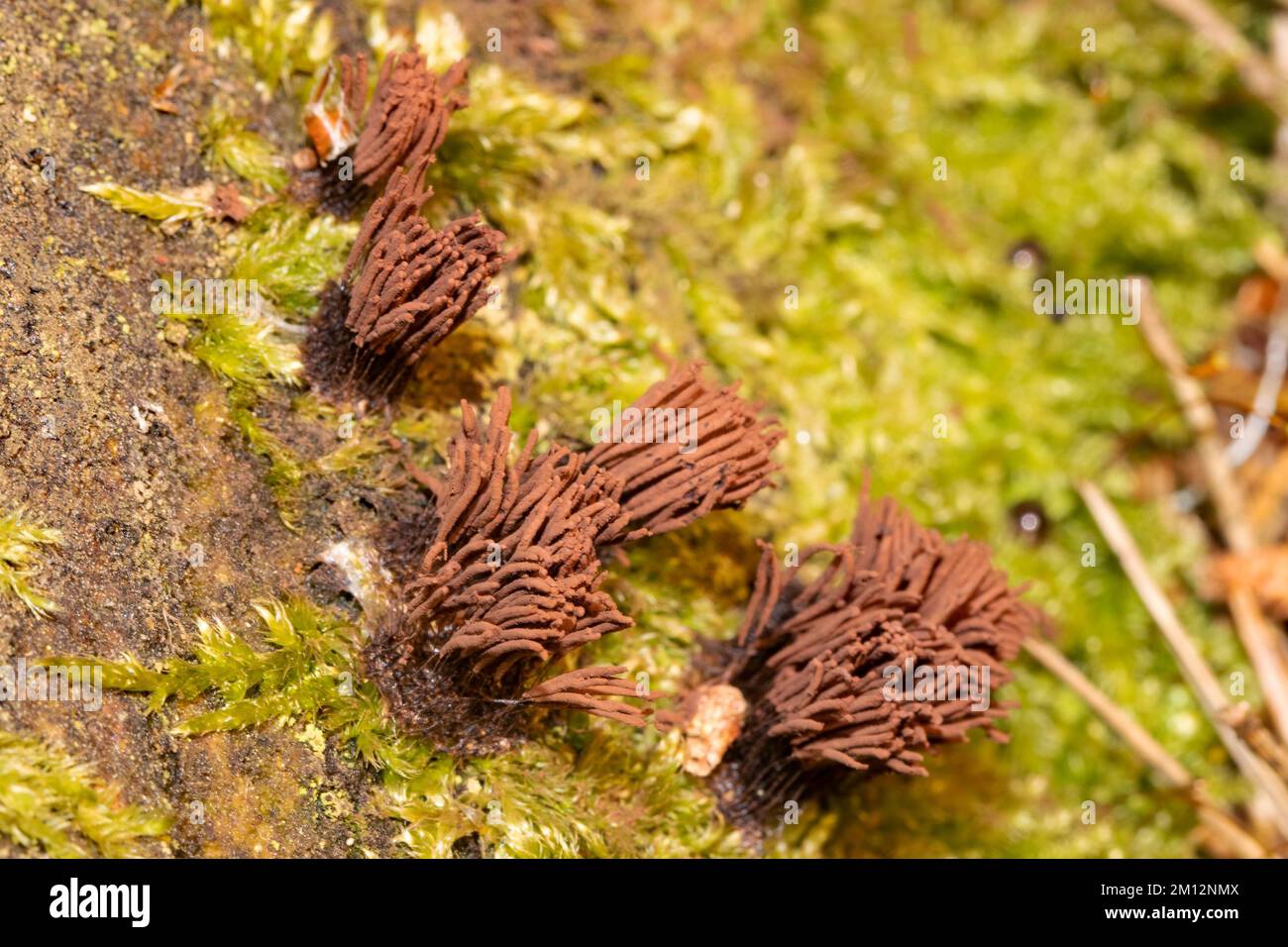 Tufted slime mould five fruiting bodies with many light brown stalks on green moss Stock Photo