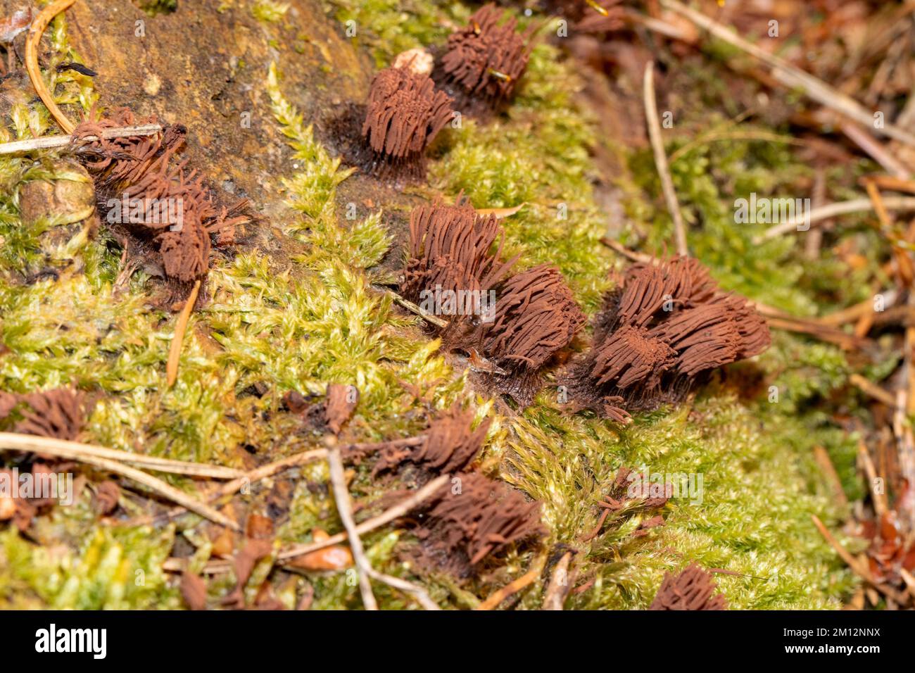 Tufted slime mould several fruiting bodies with many light brown stalks on green moss Stock Photo
