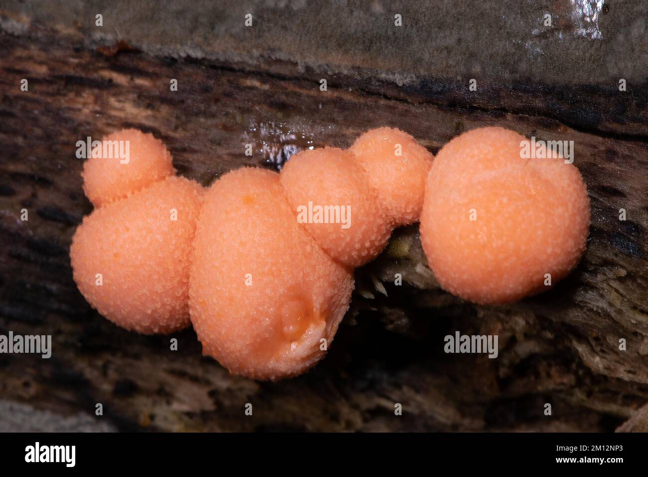 Blood milk mushroom six salmon red fruiting bodies next to each other on tree trunk Stock Photo