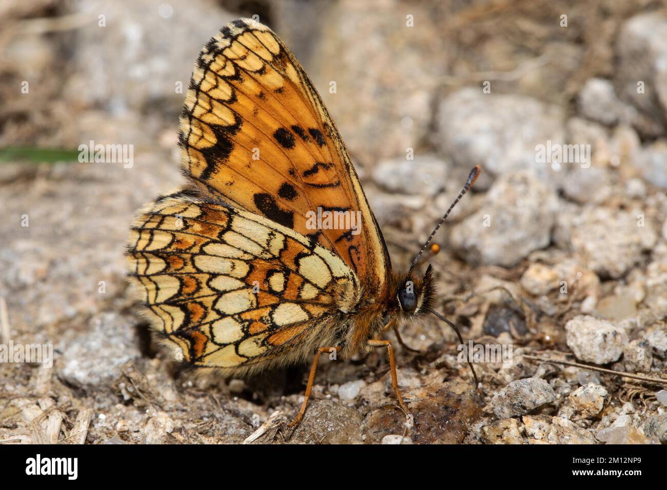 Valerian Fritillary, Silver Fritillary Fritillary butterfly with closed wings sitting on ground seen on right side Stock Photo