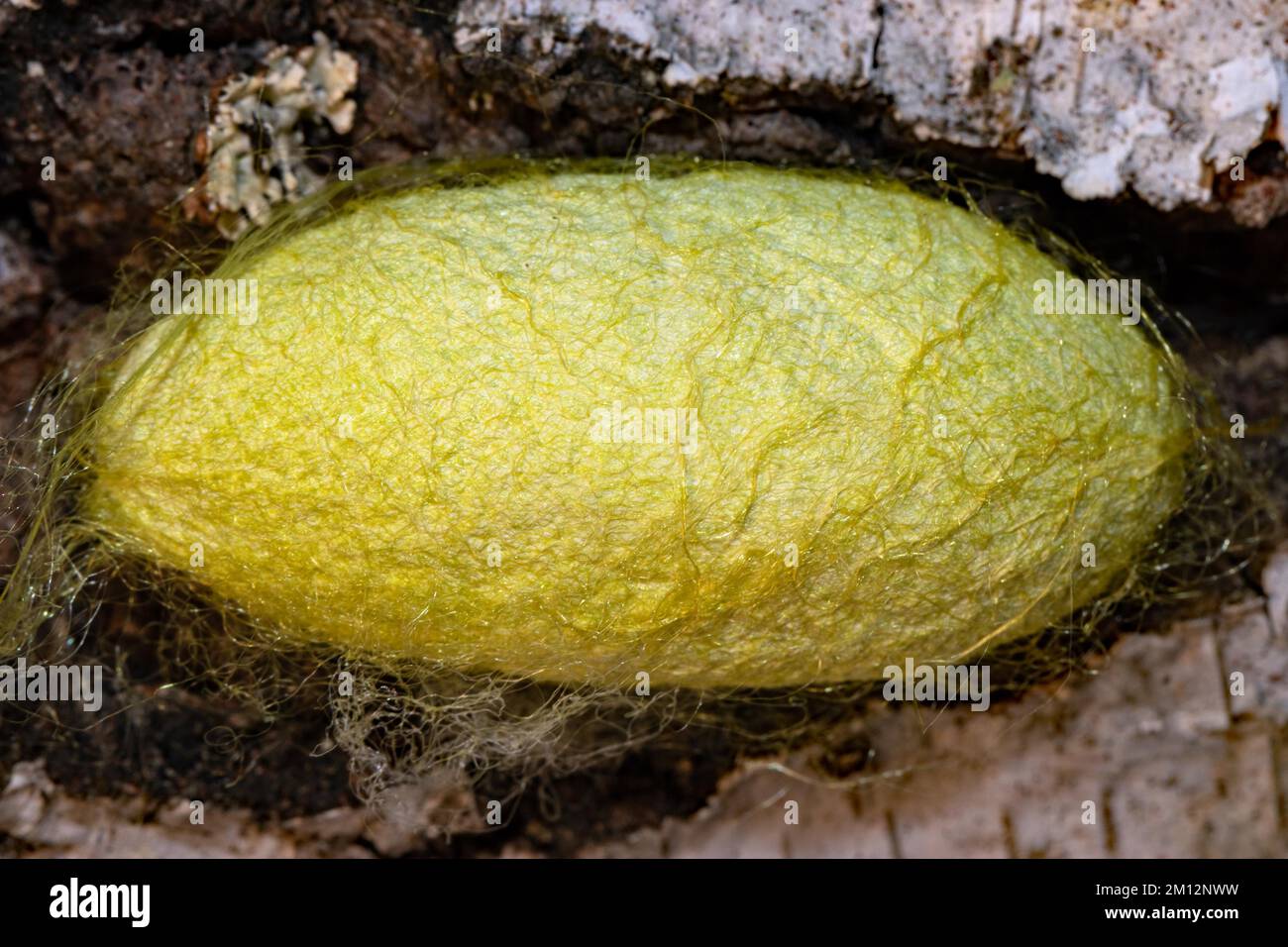 Japanese oak silk moth yellow cocoon Stock Photo - Alamy