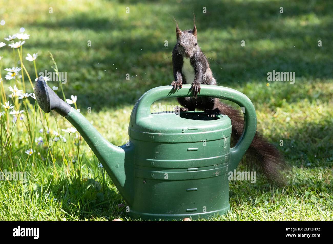 Squirrel standing on watering can looking from the front Stock Photo