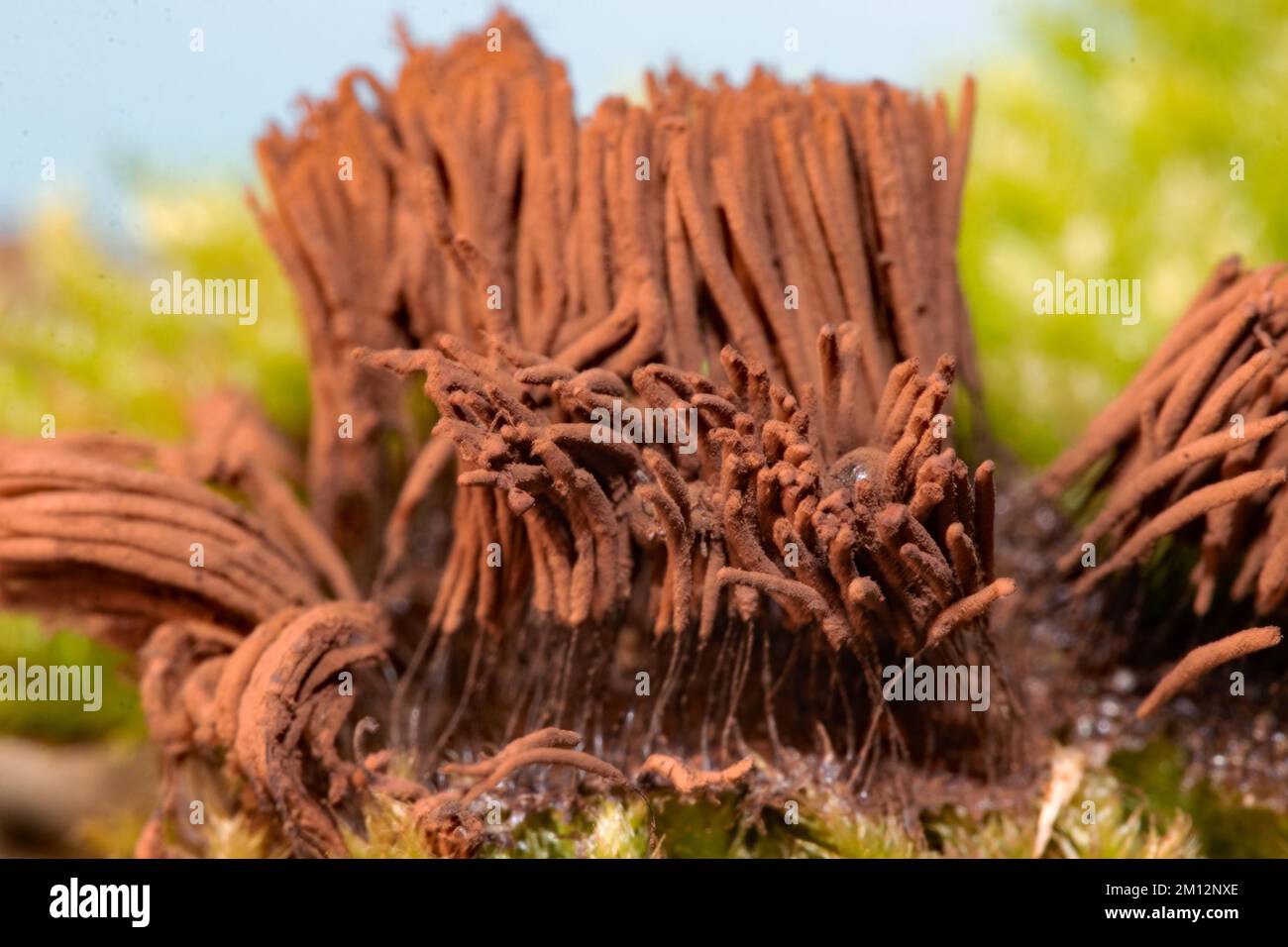 Tufted slime mould Fruiting body with many light brown stalks Stock Photo