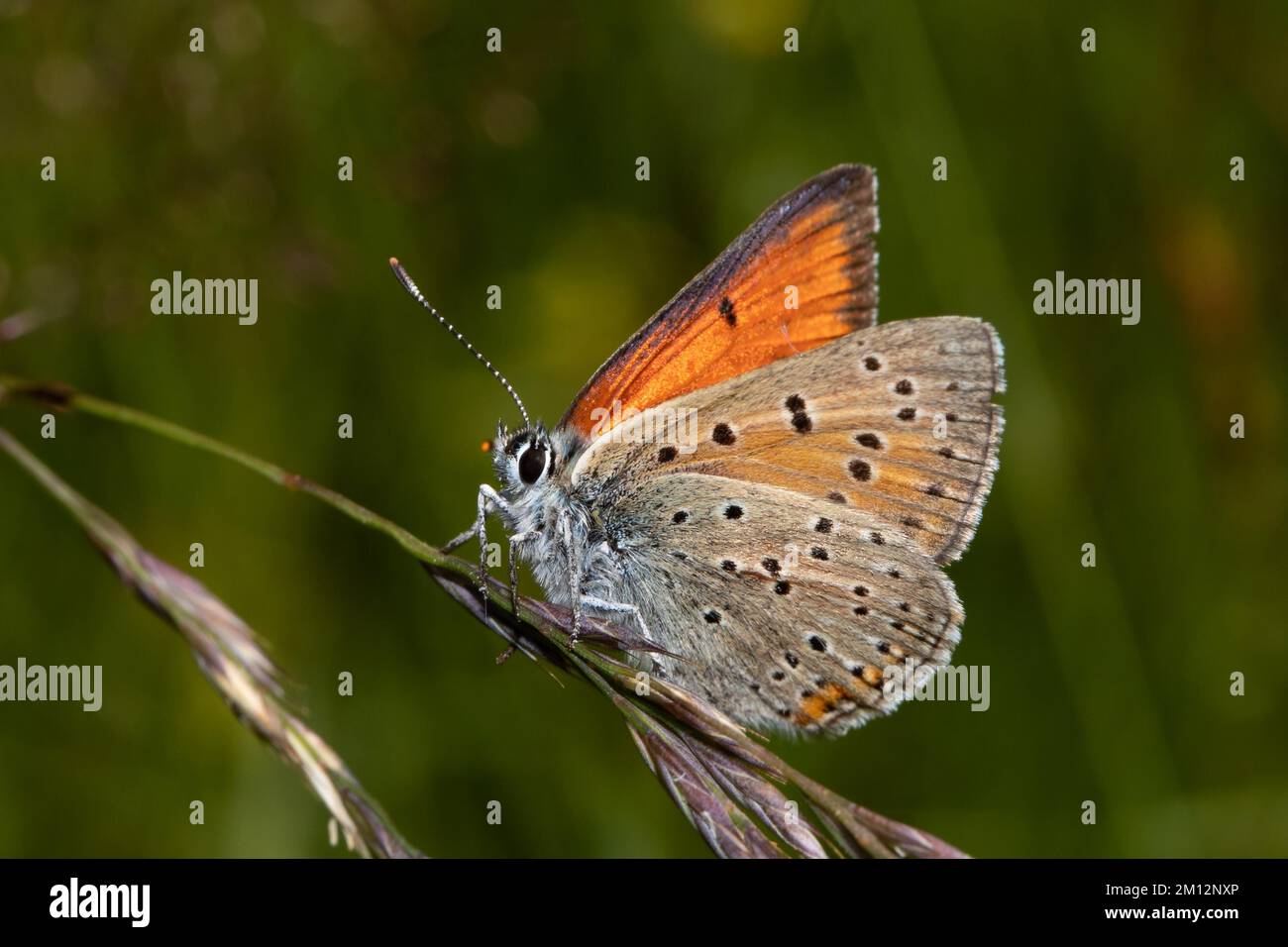 Lilagold fire butterfly male butterfly with half-opened wings sitting on grass panicle left looking Stock Photo