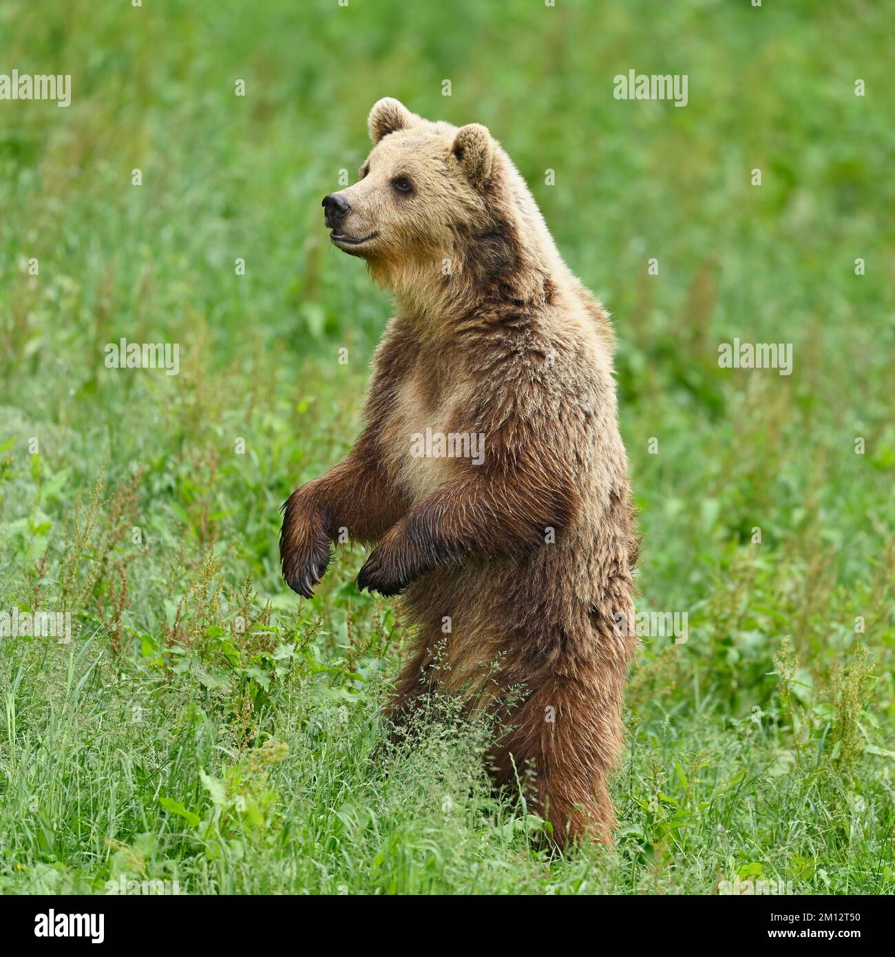Eurasian Brown Bear Standing Eurasian Brown Bear Waking Up From eurasian-brown-bear-standing-eurasian-brown-bear-waking-up-from