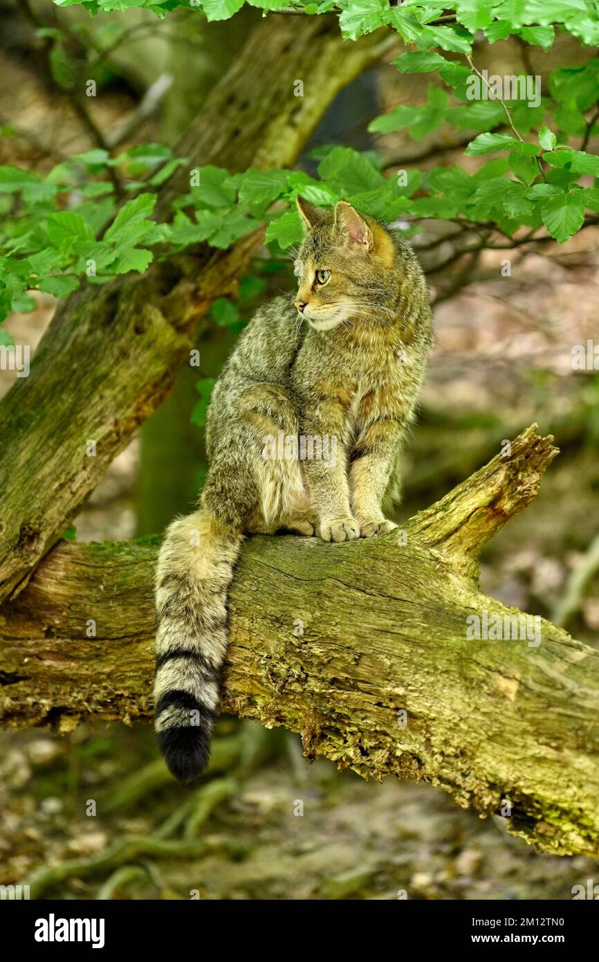 European wildcat (Felis silvestris silvestris), sitting on dead tree trunk, captive, Switzerland, Europe Stock Photo