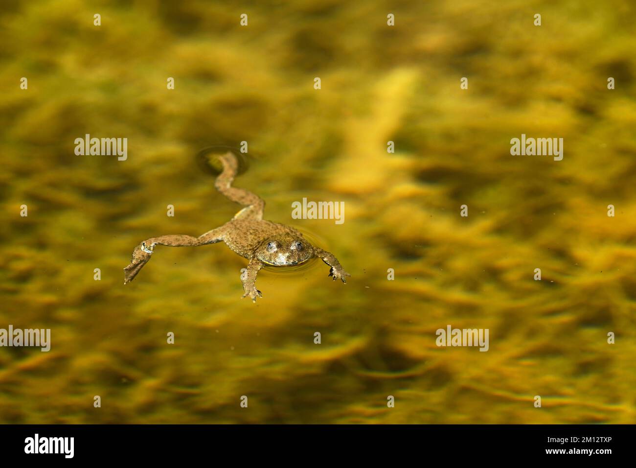 Yellow-bellied toad (Bombina variegata), Switzerland, Europe Stock Photo