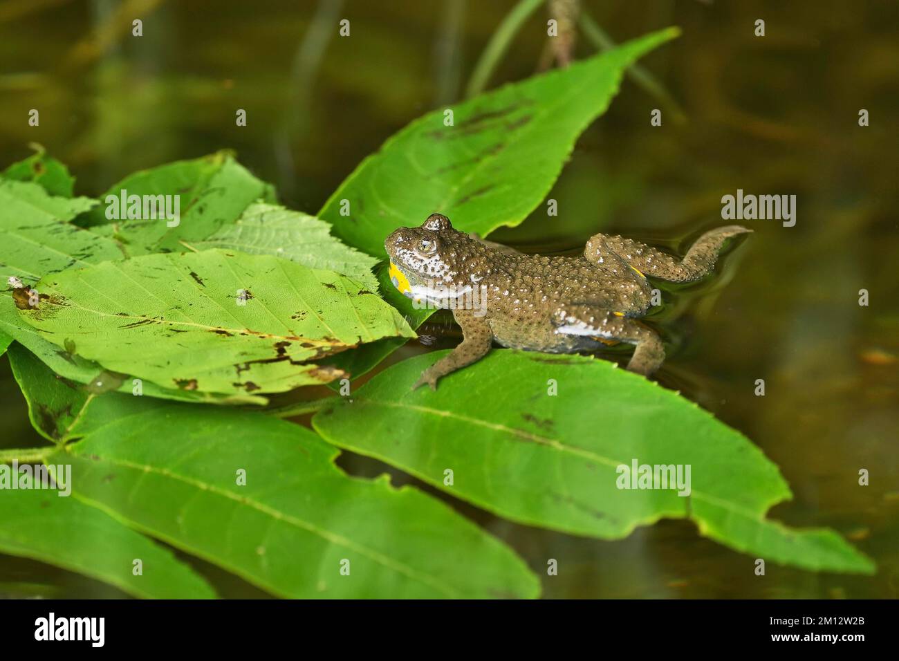 Yellow-bellied toad (Bombina variegata), Switzerland, Europe Stock Photo