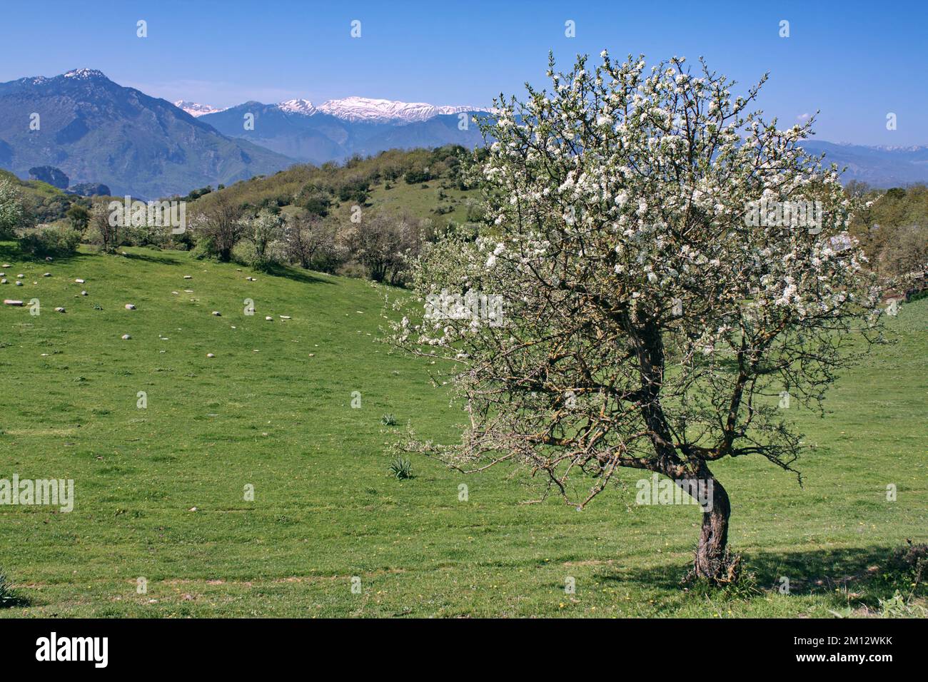 Fir trees sunny lawn hi-res stock photography and images - Alamy