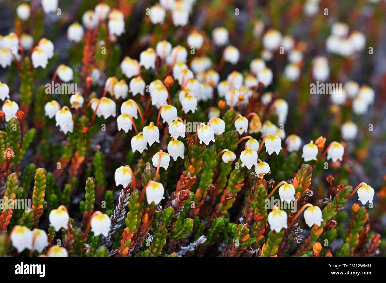 Flowering Arctic arctic bell-heather (Cassiope tetragona), Qeqertarsuaq, Disko Island, West Greenland, Greenland, North America Stock Photo