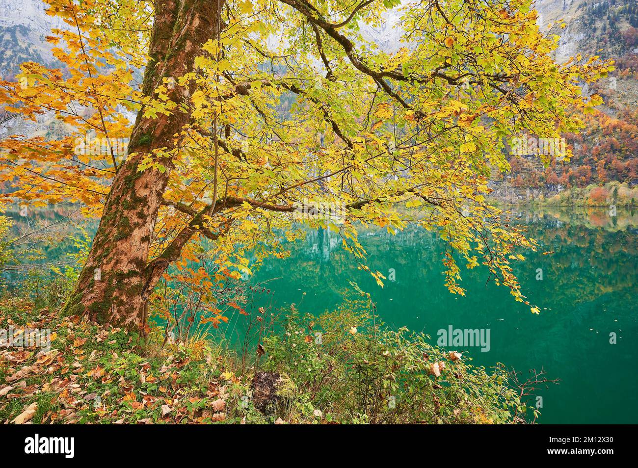 Sycamore maple in autumn colours at Lake Klöntal, Canton Glarus Stock Photo